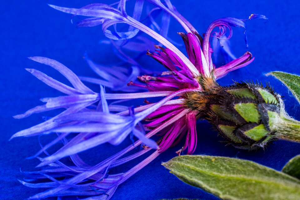 Knapweed composites blossom