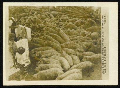 Aus einer Schweinenmastanstalt in Ungarn vor der Fütterung., Bestanddeelnr 158-1601