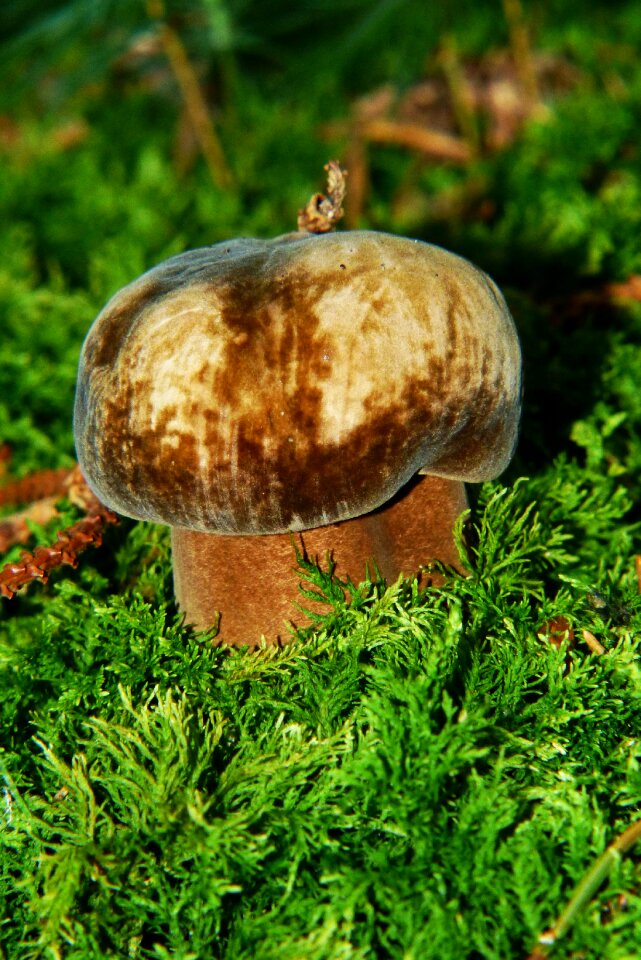 Forest floor moss mushroom picking