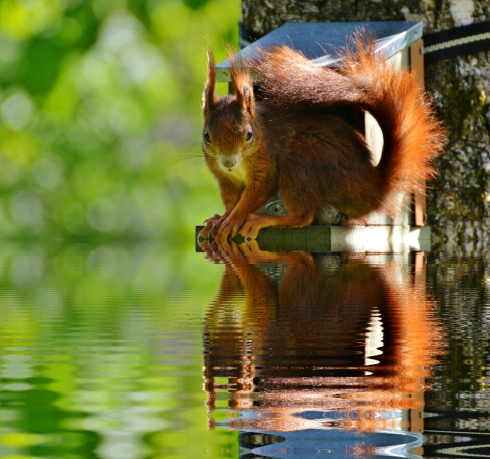 Mirroring water nature