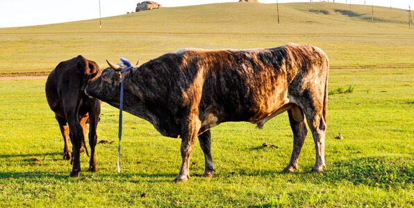 Livestock mammal domestic photo