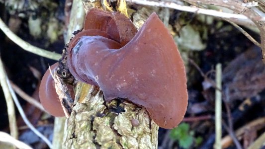 Auricularia auricula-judae 108881139