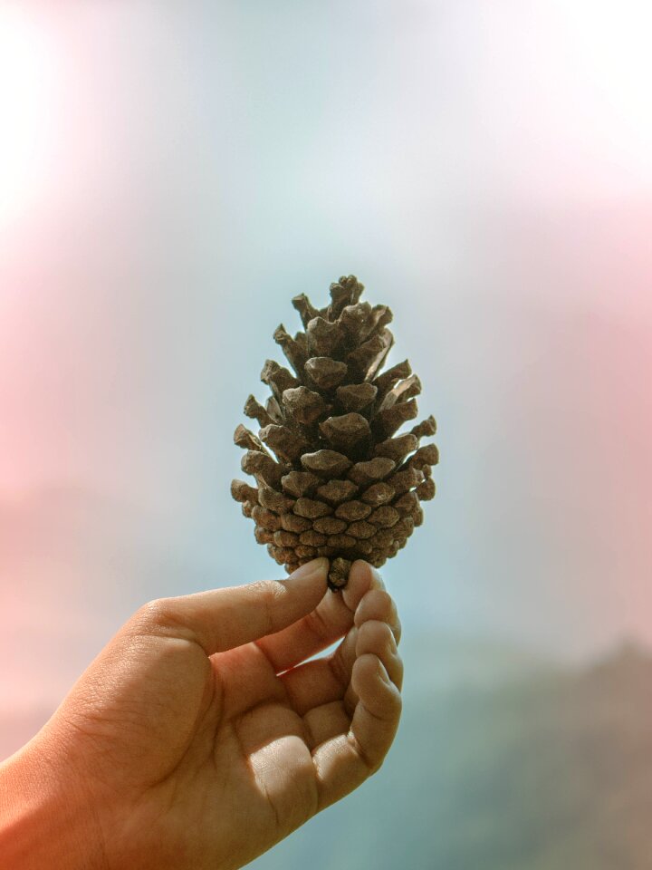 Acorn chiang mai thailand phu thap boek