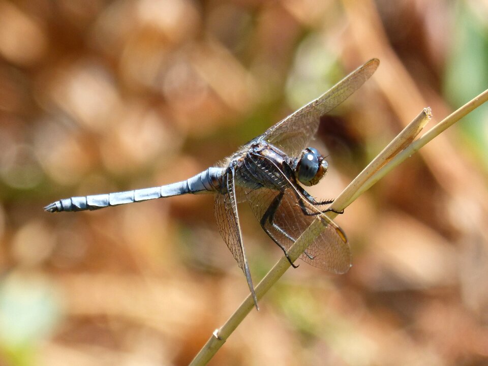 Wetland orthetrum coerulescens flying insect photo