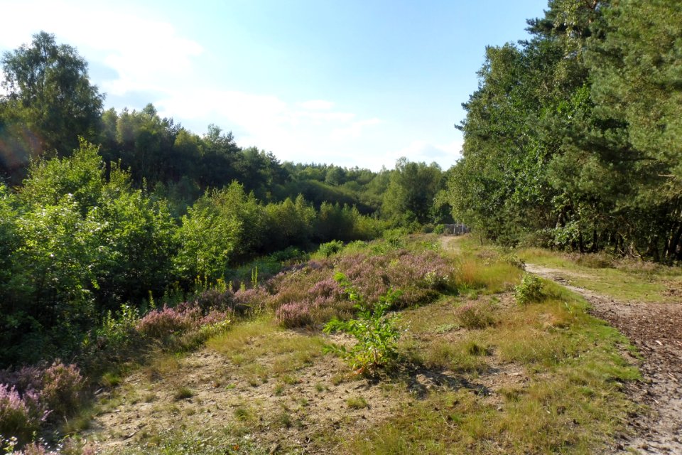 Augustdorf - Augustdorfer Dünenfeld - 3