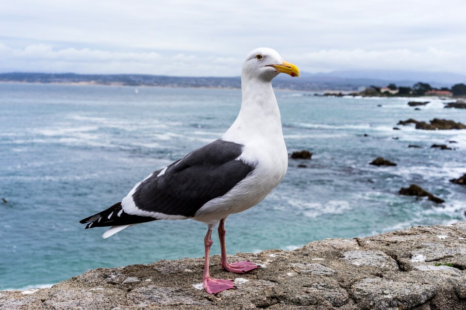 Bird california norcal