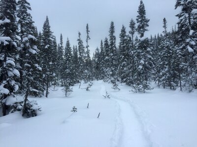 Ski trees mountain photo