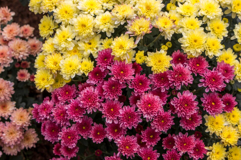 Flowers chiang mai thailand colors