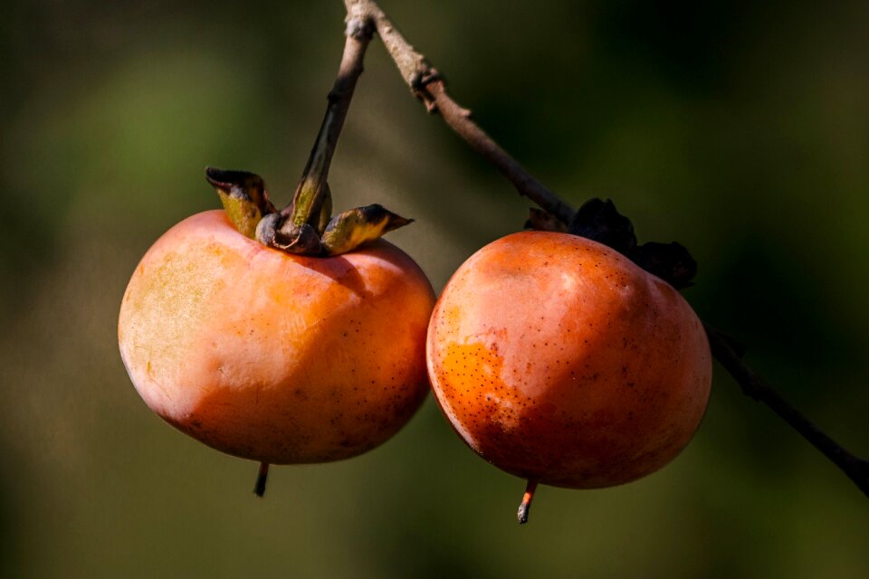 Persimmon tree orange fruit persimmon berry
