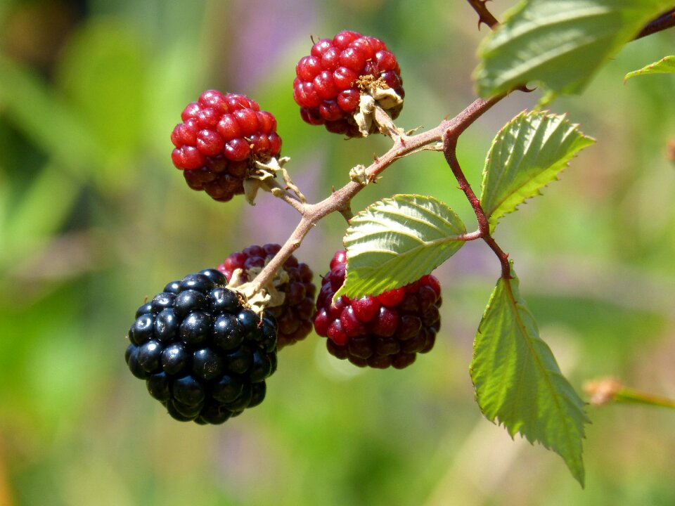 Blackberry fruit of the forest summer