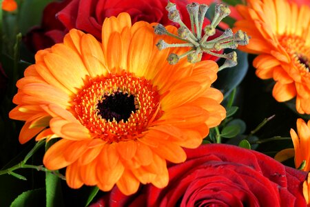 Gerbera nature plant