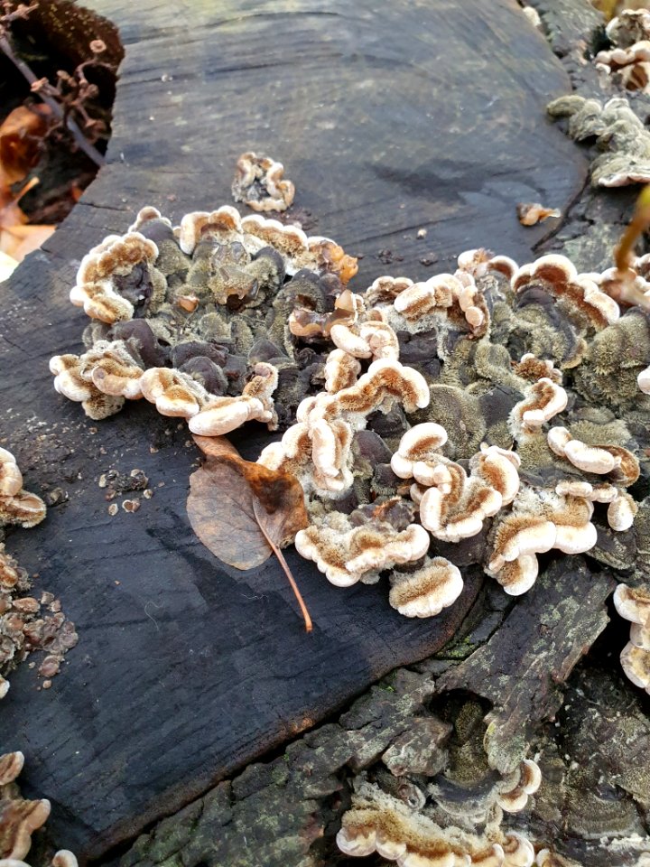 Auricularia mesenterica 101870365