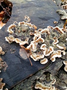 Auricularia mesenterica 101870365