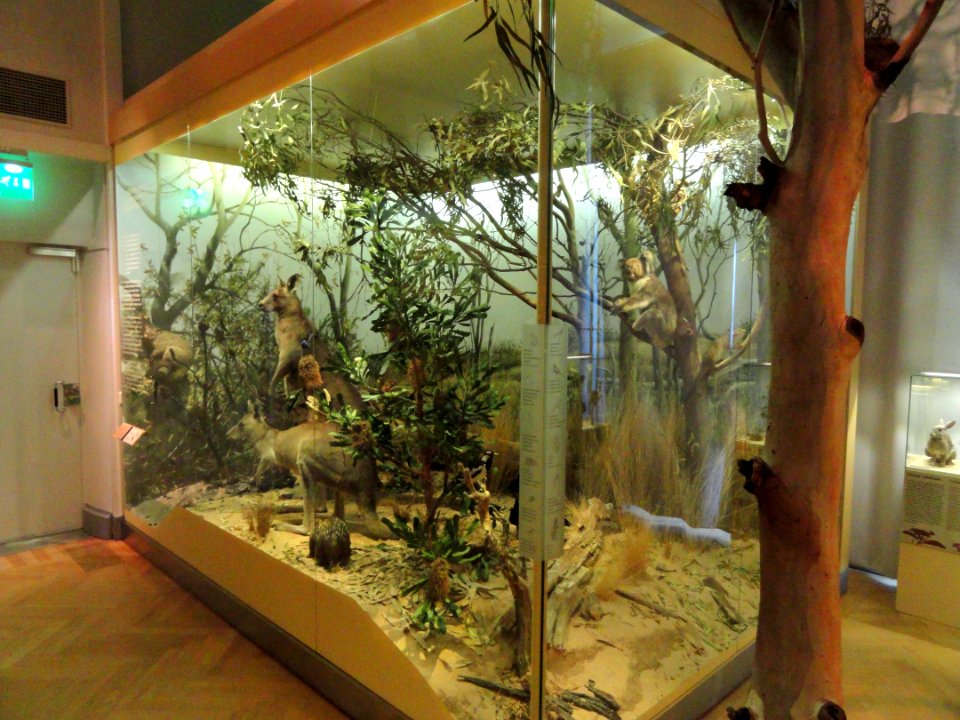 Australian exhibit - Finnish Museum of Natural History - DSC04648