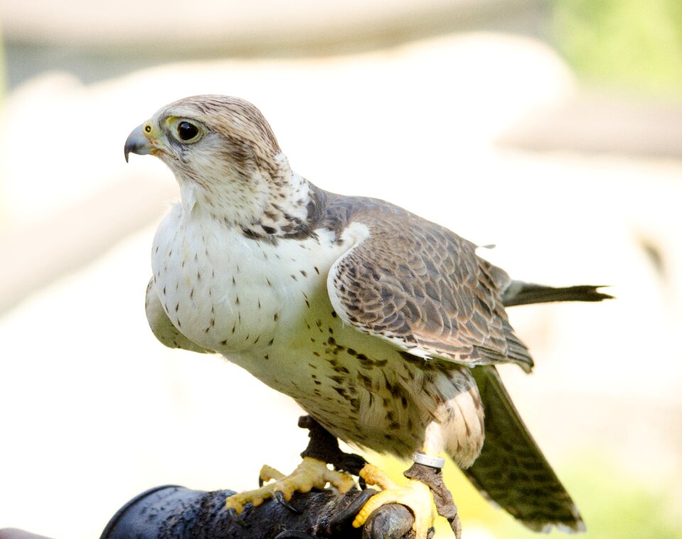 Bird of prey bird raptor