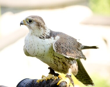 Bird of prey bird raptor