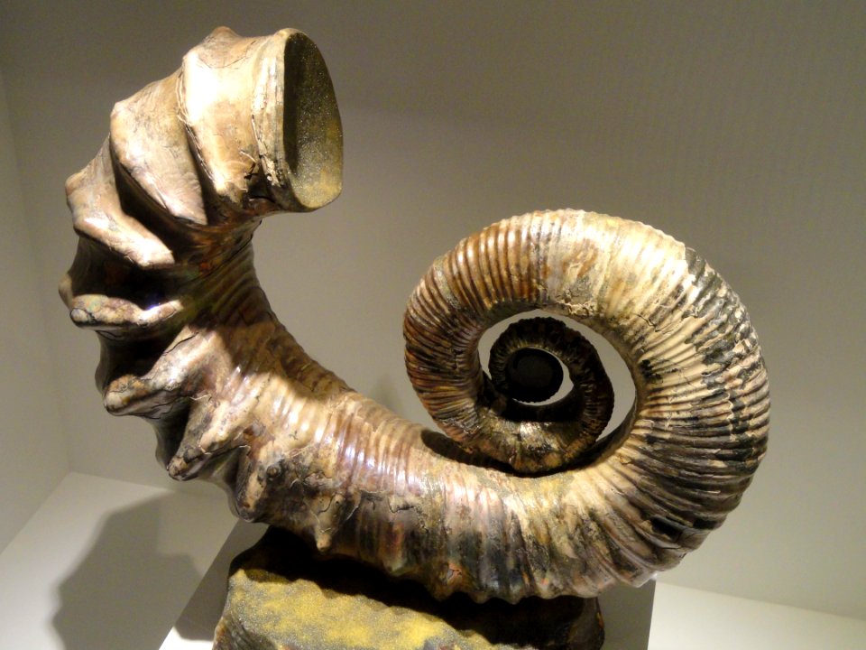 Australiceras sp., Late Jurassic to Early Cretaceous, Volga River, Russia - Houston Museum of Natural Science - DSC01900