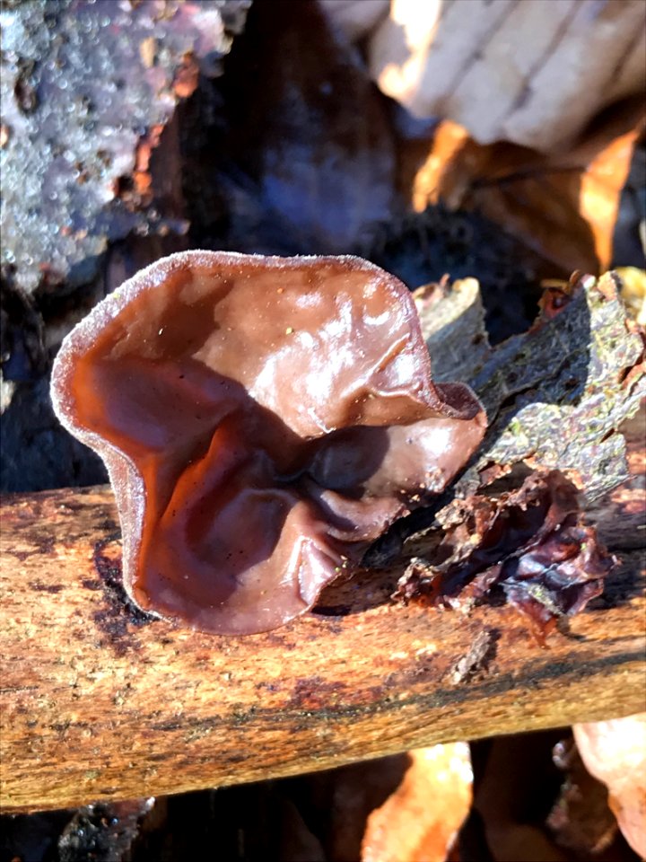 Auricularia auricula-judae 116521101