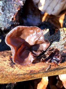 Auricularia auricula-judae 116521101