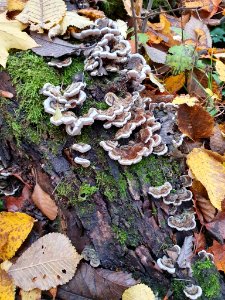 Auricularia mesenterica 102599345