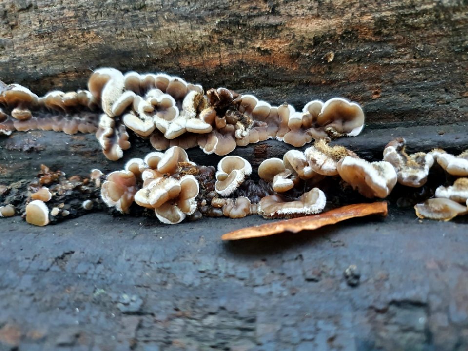 Auricularia mesenterica 102391406