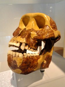 Australopithecus afarensis skull - Naturmuseum Senckenberg - DSC02102