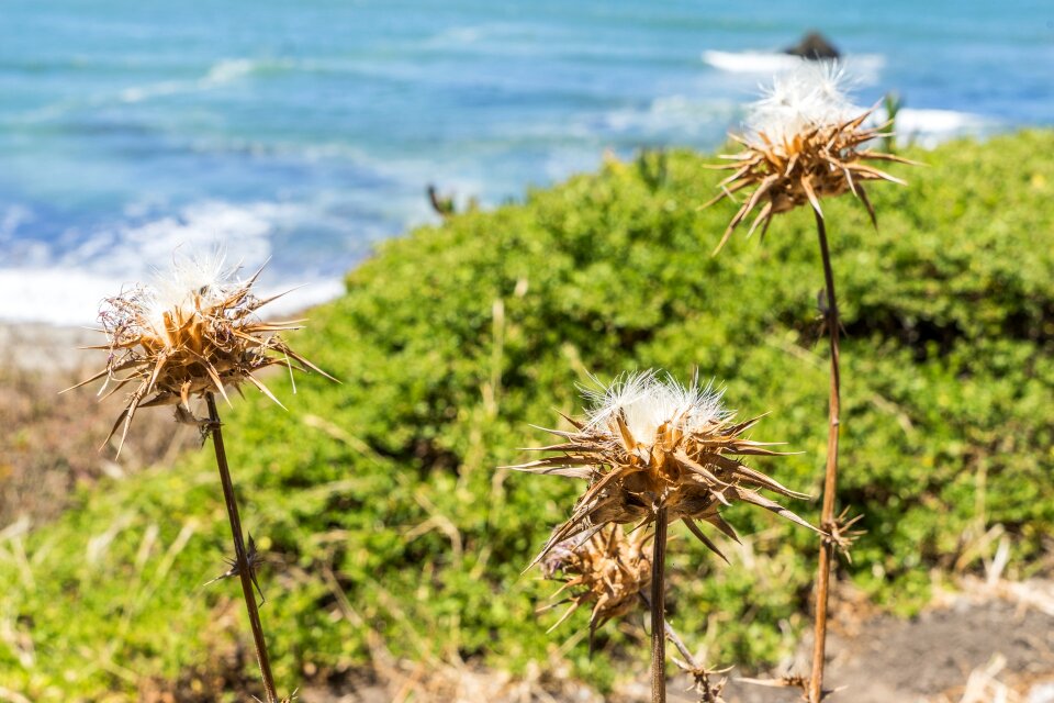 Flower drought pacific