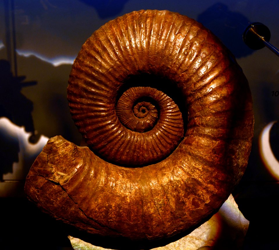 Australiceras Jackii Musée des Confluences 18 10 2015 1