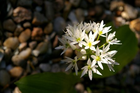 Flowers nature wild vegetables
