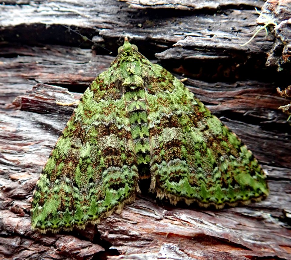 Austrocidaria similata 108657596
