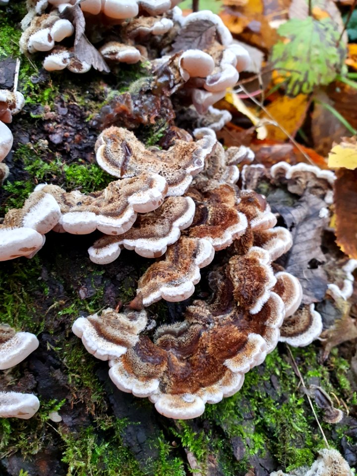 Auricularia mesenterica 102599330