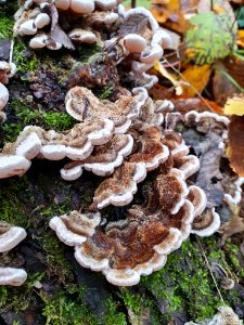 Auricularia mesenterica 102599330