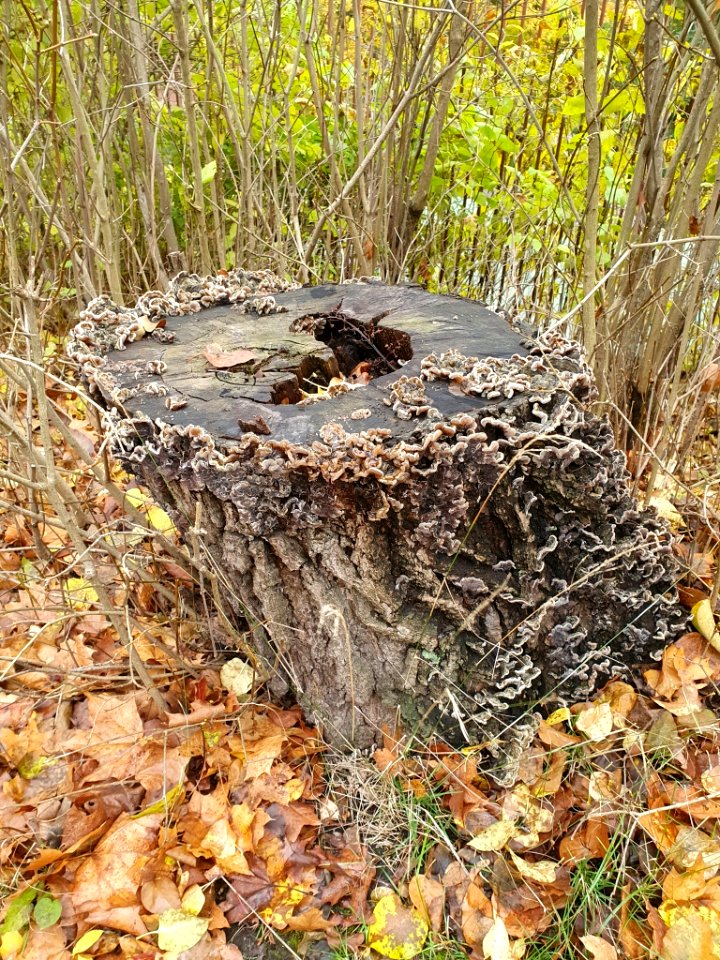 Auricularia mesenterica 101870381