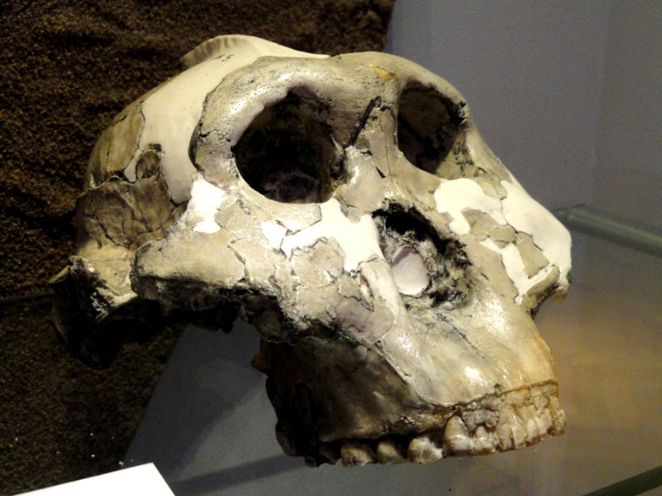 Australopithecus boisei - Finnish Museum of Natural History - DSC04553