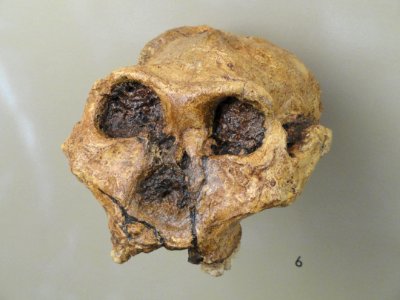 Australopithecus robustus skull - Naturmuseum Freiburg - DSC06768