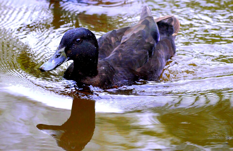 Water bird waters nature