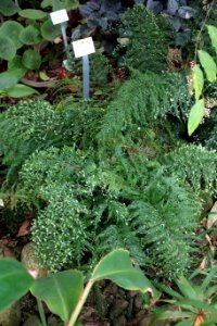 Asplenium viviparum (Asplenium daucifolium) - Botanischer Garten, Dresden, Germany - DSC08598