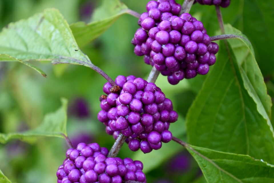 Callicarpa fruit green beauty green fruits