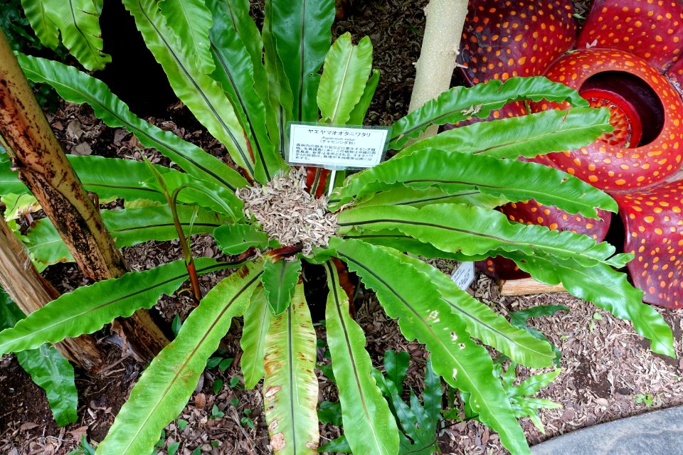 Asplenium setoi - Food and Agriculture Museum - Setagaya, Tokyo, Japan - DSC09910