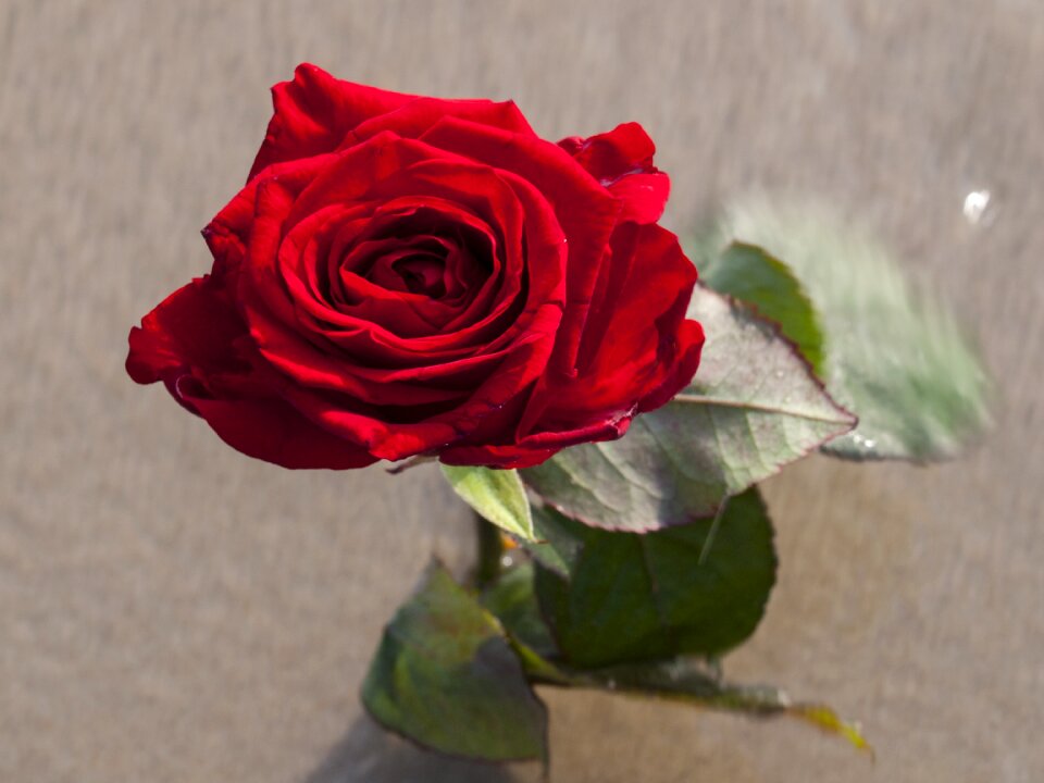 Rose sand flower
