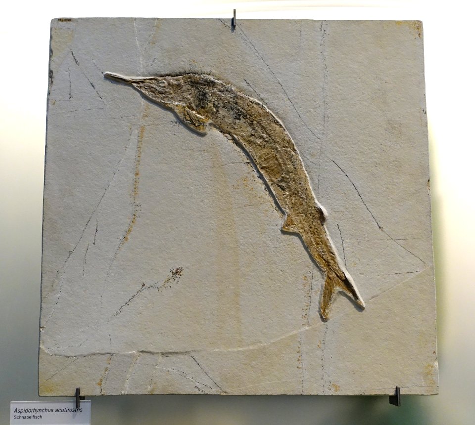 Aspidorhynchus acutirostris, view 1 - Museum fur Naturkunde, Berlin - DSC00003