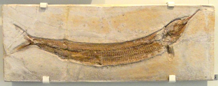 Aspidorhynchus acutirostris, Solnhofen, Germany, Late Jurassic - Royal Ontario Museum - DSC09922