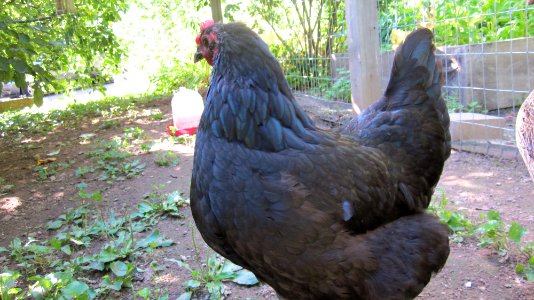 Australorp Chicken