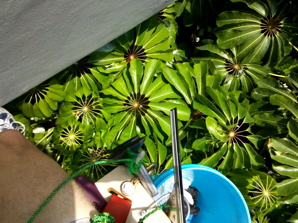 Australian umbrella tree invasive in Miami