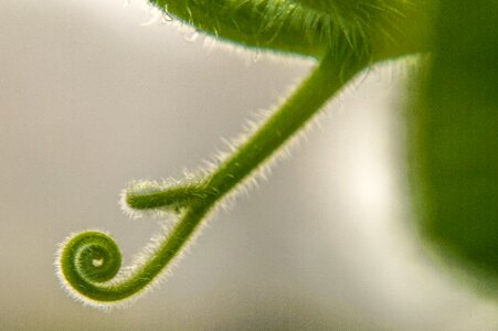 Nature green plant