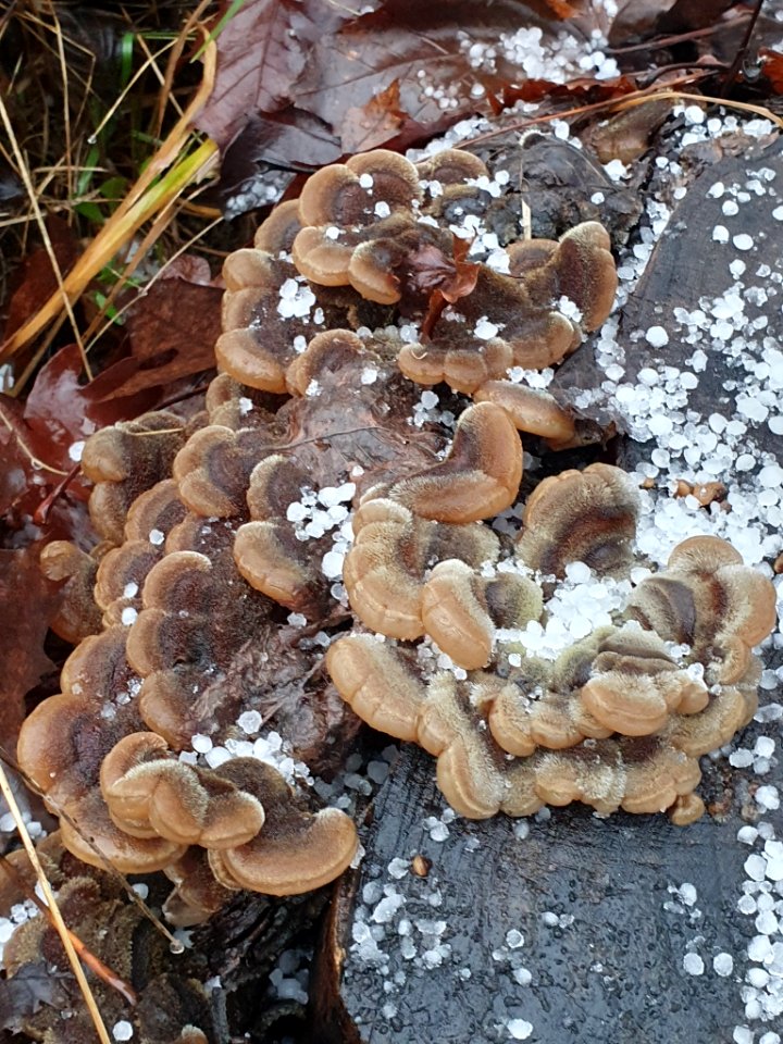 Auricularia mesenterica 108884470