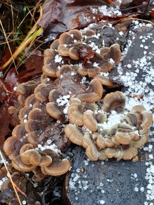 Auricularia mesenterica 108884470