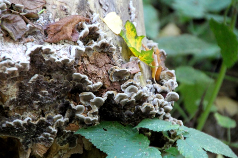 Auricularia mesenterica 100508507