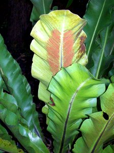 Asplenium goudeyi RBGS