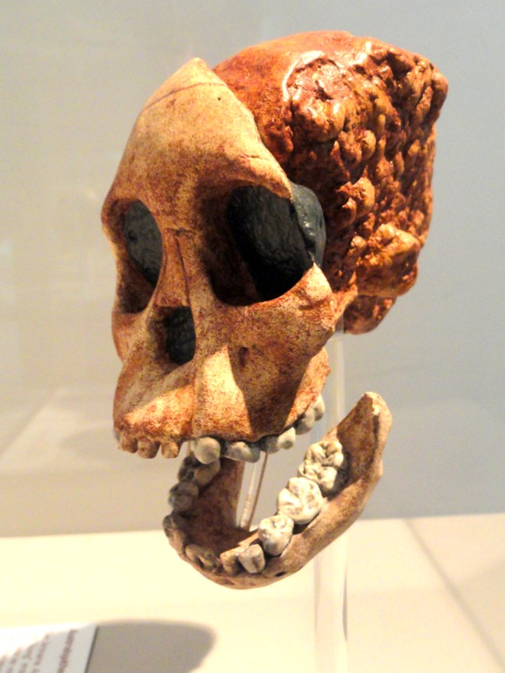Australopithecus africanus skull - Naturmuseum Senckenberg - DSC02100